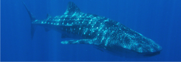 WHALE SHARK TOURS - whaleshark divers